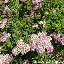 Image result for Spiraea japonica ´Little Princess