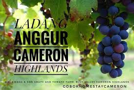 Check spelling or type a new query. Ladang Anggur Cameron Di Blue Gobok Homestay Cameron Facebook