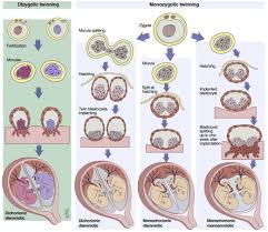 how to determine zygosity