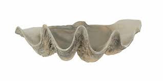 Check spelling or type a new query. Lifelike Cast Polyresin Giant Clam Shell Decorative Bowl 64 37 Picclick Uk
