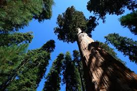 The biggest desert in the world is the sahara. What Is The World S Tallest Tree Tallest Tree In World Live Science