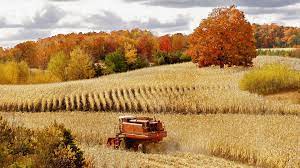 Free for commercial use no attribution required high quality images. Autumn Corn Harvest Michigan Cadillac Cornfield Wallpaper 1920x1080 313322 Wallpaperup