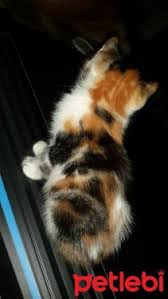 Ucretsiz Kedi Sahiplendirme Platformu Kedi Yavru Kediler Atlar