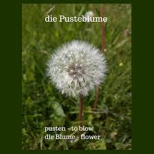 Die Pusteblume Dandelion German Words Learn German German Resources