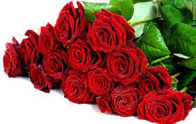 We did not find results for: Wallpaper Drops Flowers Romance Roses Beauty Bouquet Rose Beautiful Wet I Love You Flower Wet Well I Love You Beautiful Flowers Images For Desktop Section Cvety Download