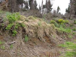 Image result for Cenchrus clandestinus