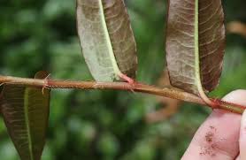 Image result for Persicaria strigosa