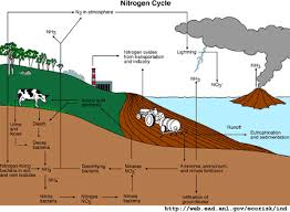 Nitrogen Cycle The Environmental Literacy Council