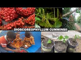 Image result for Dioscoreophyllum