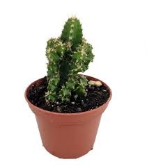 Image result for Coleus tetragonus