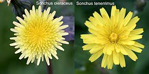 Image result for Sonchus schweinfurthii