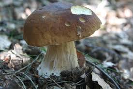 Pilze Richtig Trocknen Selbstversorgung Pilze Maronen Pilze Herrenpilz