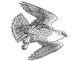 Newer post older post home. 33 Falcon Bird Coloring Pages Ideas Bird Coloring Pages Coloring Pages Bird
