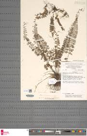 Image result for Asplenium dregeanum