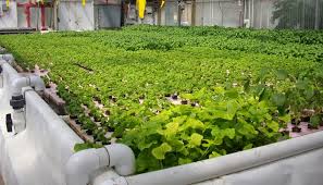 However, little is known about the effects of oil palm polyculture system on biodiversity. Why Is Smart Farming Asia S Big New Trend Govinsider