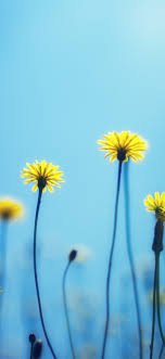 Background blue and yellow flowers wallpaper. Dandelions Yellow Flowers Blue Background 1080x1920 Iphone 8 7 6 6s Plus Wallpaper Background Picture Image