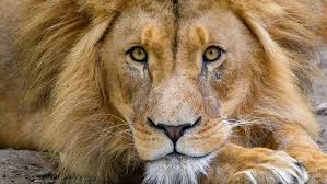 Lions clubs international is home to 1.4 million members who are dedicated to serving their communities—and lions clubs international foundation (lcif) is your foundation—and together. Lions 5 Roaring Facts About The King Of The Beasts Howstuffworks