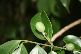 Image result for Strychnos usambarensis