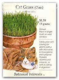 Cat Grass For Cats Good Or Bad Dave S Garden