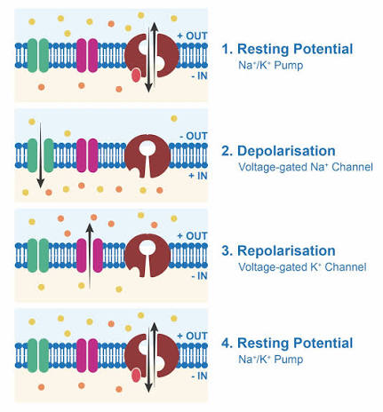 Action potential ion channels and sodium potassium pump