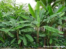 Image result for Musa ornata