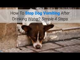 The body temperature of a dog is mostly controlled through . Why Does My Dog Keep Being Sick After Drinking Water Bikehike