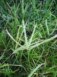 Image result for Eleusine