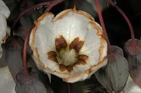 Image result for Trichodesma physaloides