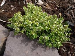 During the final weeks of flowering do not be alarmed. Thyme Variegated Lemon Has Splashy Golden Color And Strong Lemony Flavor The Fragrant Lemon Thyme Likewise Grown Thyme Plant Plants Creeping Thyme