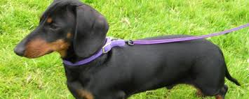 Chien de chasse pour sanglier. Herault Son Teckel Se Fait Massacrer Par Des Chiens De Chasse