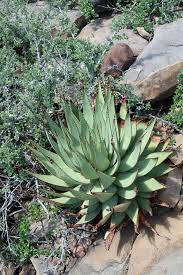 Image result for Asphodelaceae