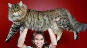 Maine coon cross british longhair kittens price: 8 Larger Than Life Facts About Maine Coons Meowingtons