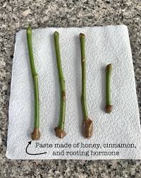 Image result for cuttings of roses