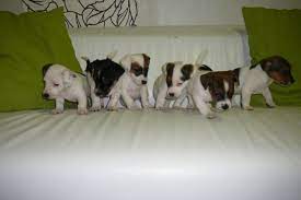 Is My Jack Russell Pregnant
