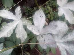 That's why it is called 'lady it is an annual perennial plant which grows up to 2 metre tall. How I Control This Effect On Lady Fingers Plant Community Plantix