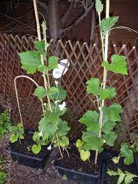 A soil test will show whether you need to lime or make nutritional additions. Growing Indian Vegetables In The Uk Part 2 Juridicious