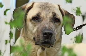 Gegen bullen gezüchtet, ausgebildet und eingesetzt wurden. Todliche Attacke In Stetten Am Kalten Markt Hund Totet Seniorin Baden Wurttemberg Stuttgarter Zeitung