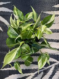 Image result for Nesaea sarcophylla