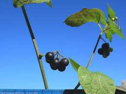 Image result for Solanum scabrum