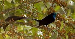 Burung cendrawasih burung surga bird of paradise cendrawasih panji atau dalam nama. Burung Burung Cendrawasih Yang Terindah Di Dunia Burung Cantik Burung Dunia
