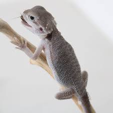 Wero Bearded Dragon Bearded Dragon Colors Baby Bearded Dragon Bearded Dragon Funny