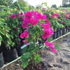 It's a very popular landscape plant here in southern california. Pink Bougainvillea Plant Manufacturer Exporter Supplier In Nagaon India