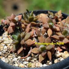 Image result for Anacampseros subnuda