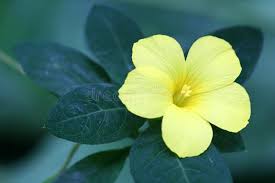 Image result for Reinwardtia indica