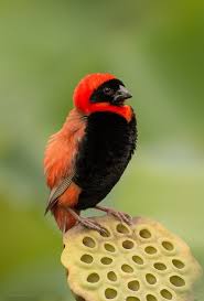 Name Small Birds Of South Africa Red Bishop From Weaver Family It Is Common In Wetlands And Grassland In Africa South Of The Equator Scientific Name E Beautiful Birds Pet Birds Pretty Birds