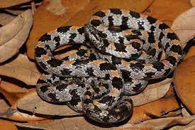 A Florida Pine Snake Pine Snake Snake Reptiles