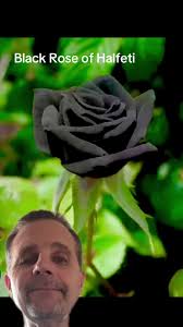 Black Rose Plant