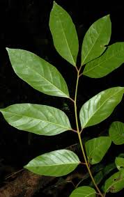 Image result for Pseudospondias