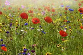 Sep 16, 2021 · it enables us to choose only the freshest flowers available each morning at the markets, and give you beautiful yet affordable flowers delivered in brisbane. Sunday Inspirational Open House Quotes 330 Health Quotes For A Better Mind Body And Life Dogtrainingobedienceschool Com