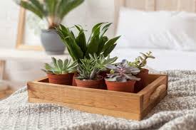 So solltest du nach feng shui maximal zwei bis drei durchschnittlich große pflanzen in dein schlafzimmer stellen. Pflanzen Im Schlafzimmer Diese Sorten Eignen Sich